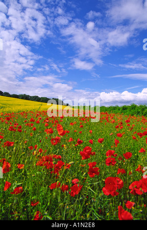 Campo di papavero vicino a Tring - Hertfordshire Foto Stock