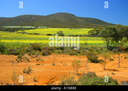 Colture di canola Eyre Peninsula South Australia Foto Stock