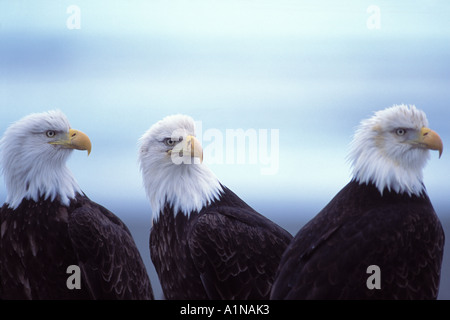 Aquile calve Haliaeetus leucocephalus nella baia Kachemak centromeridionale Alaska Foto Stock