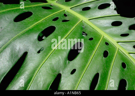 Primo piano della verde foglia philodendron pianta su sfondo nero Foto Stock