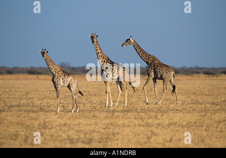 Giraffa camelopardalis Giraffa mandria Masai Mara Foto Stock