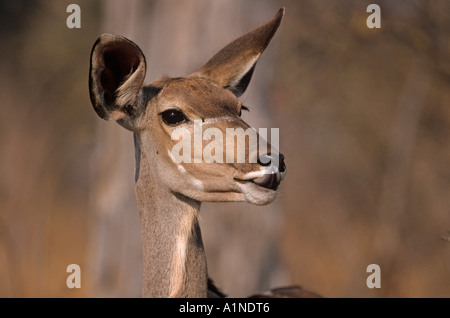 Maggiore Kudu Tragalaphus strapsticeros Foto Stock