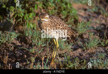Avvistato Stone Curlew Burhinus capensis Foto Stock
