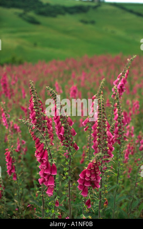 Foxgloves crescente sulla collina di un Nord Valle di Dorset England Regno Unito Foto Stock
