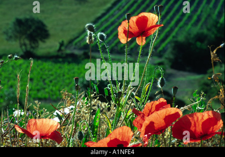 Provenza papaveri retroilluminato a Sunrise Francia Foto Stock