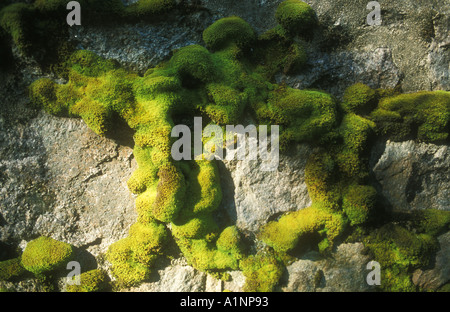 Moss crescente sul secco vecchio muro di pietra Foto Stock