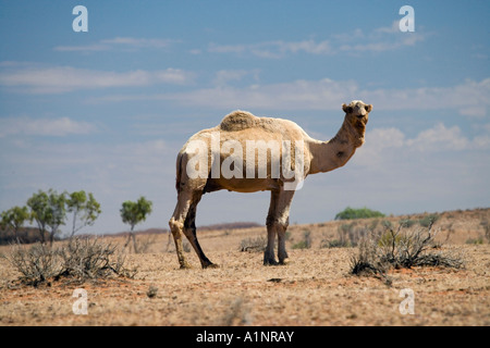 Cammello vicino a Stuart Highway Outback Terrtory settentrionale Australia Foto Stock