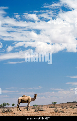Cammello vicino a Stuart Highway Outback Terrtory settentrionale Australia Foto Stock