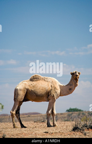 Cammello vicino a Stuart Highway Outback Terrtory settentrionale Australia Foto Stock