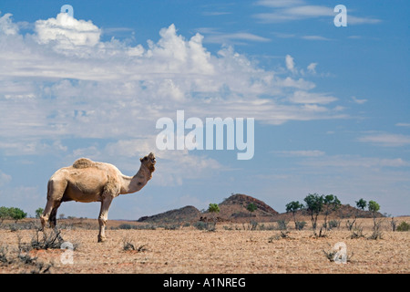 Cammello vicino a Stuart Highway Outback Terrtory settentrionale Australia Foto Stock