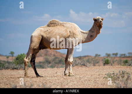 Cammello vicino a Stuart Highway Outback Terrtory settentrionale Australia Foto Stock