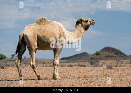 Cammello vicino a Stuart Highway Outback Terrtory settentrionale Australia Foto Stock