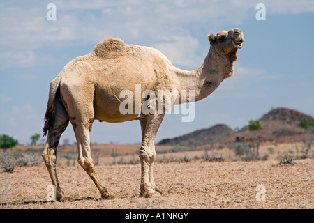 Cammello vicino a Stuart Highway Outback Terrtory settentrionale Australia Foto Stock