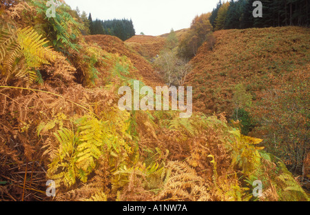 Bracken collina coperta che mostra i colori dell'autunno Foto Stock