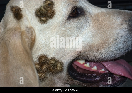 Bardana sbavature sul giallo cucciolo di laboratorio Foto Stock