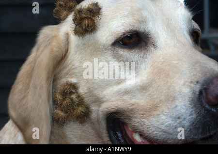 Bardana sbavature sul giallo cucciolo di laboratorio Foto Stock