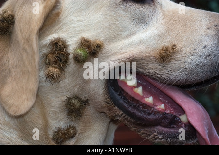 Bardana sbavature sul giallo cucciolo di laboratorio Foto Stock