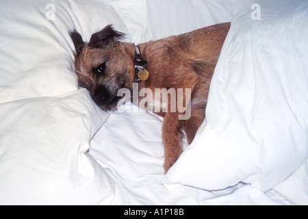 Border Terrier cane godendo di un sonno confortevole Foto Stock