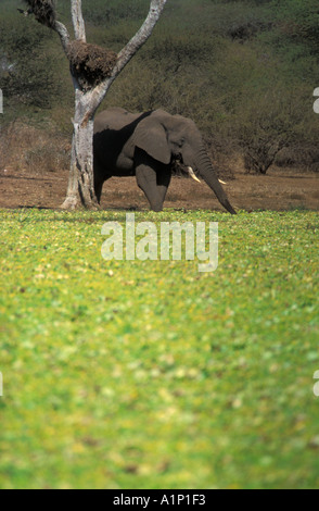 Elefante africano a bere da una diga coperto in acqua la lattuga una specie invasive dal Sud America Foto Stock