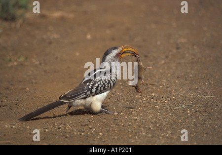 Giallo fatturati Hornbill con il mouse sul campo kill Foto Stock