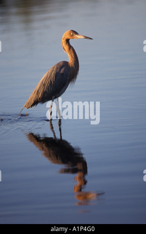 Rossastro Egretta garzetta rufescens in Merritt Island National Wildlife Refuge Florida Foto Stock