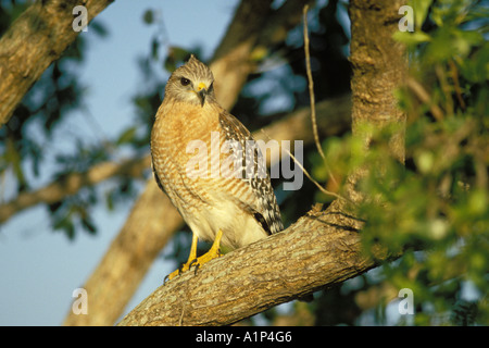 Con spallamento rosso hawk Buteo lineatus siede sul suo pesce persico in Everglades National Park Florida Foto Stock