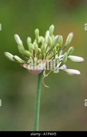 Agapanthus albidus in bud attorno al fiore Foto Stock