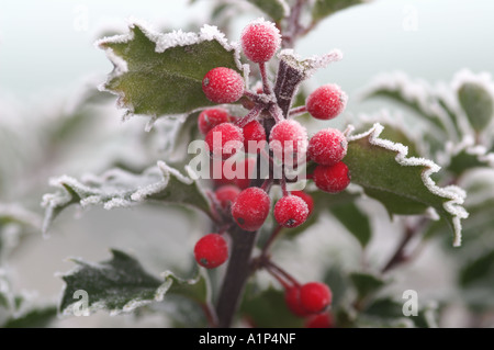 Ilex x meserveae blu satinato Princess Holly Foto Stock