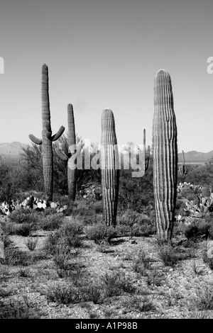 Cactus del Saguaro Foto Stock