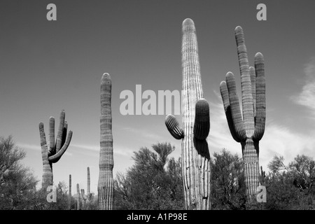 Cactus del Saguaro Foto Stock