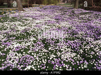 Colorato tappeto di massa di anemone blu e bianco fiori di vento blanda perenni fiori primaverili che si estendono attraverso il pavimento del bosco sotto gli alberi Kent Inghilterra Regno Unito Foto Stock