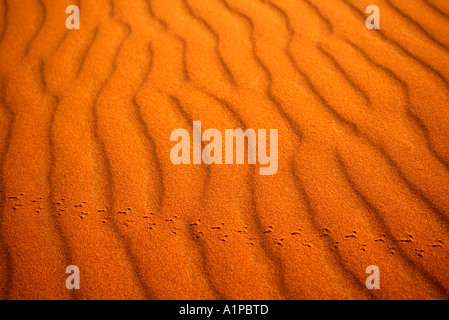 Modelli di vento nelle dune sahariane a Erg Chebbi con piedi stampe di piccolo animale eventualmente un maggiolino, Marocco Foto Stock