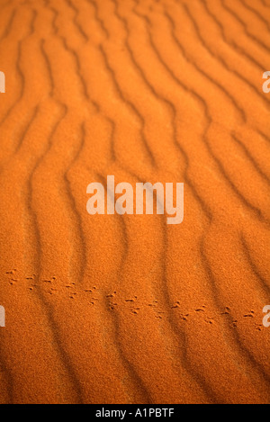 Modelli di vento nelle dune sahariane a Erg Chebbi con piedi stampe di piccolo animale eventualmente un maggiolino, Marocco Foto Stock