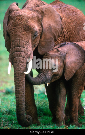 Elephant con baby calf Serengeti National Park in Tanzania Foto Stock