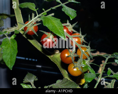 Pomodori ciliegini coltivazione in serra Foto Stock