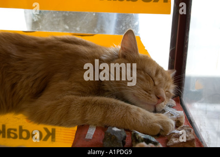 Momento Kodak. Gatto di zenzero ferale poggiando la testa su alcune rocce a Meknes, Marocco Foto Stock