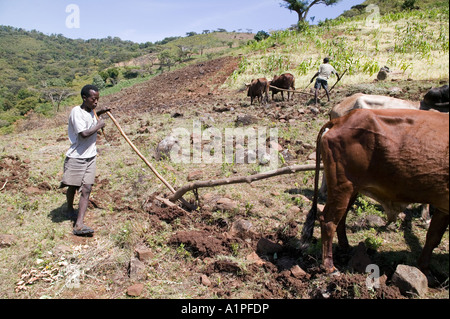 Gli animali vengono utilizzati per aiutare a vomere terra getting è pronto per la prossima stagione di semina in Etiopia rurale Foto Stock