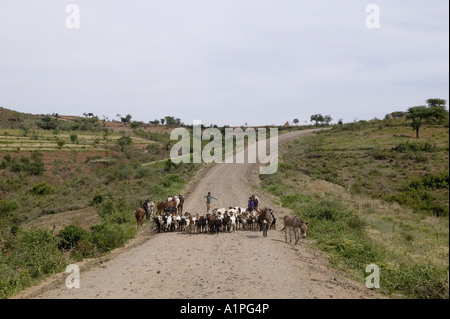 Un herder con un mix di bestiame su strada di carati da South Omo in Etiopia Foto Stock