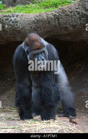 Western pianura gorilla presso lo Zoo di Melbourne, Australia Foto Stock