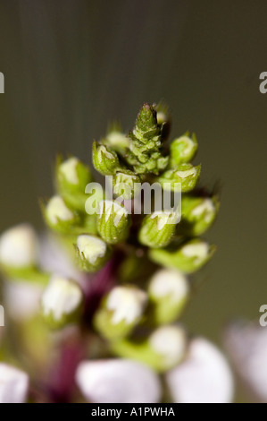 Close-up di boccioli di fiori su un gatto baffi impianto o 'Misai Kucing' Foto Stock