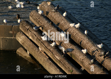 Un gruppo di gabbiani e piccioni arroccati su tronchi di legno lungo il fiume Moldava a Praga, mostrando la fauna urbana. Foto Stock