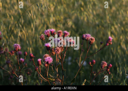 Primo piano di fiori di cardo viola in fiore in un campo, evidenziando la bellezza naturale e i colori vivaci delle piante selvatiche. Foto Stock