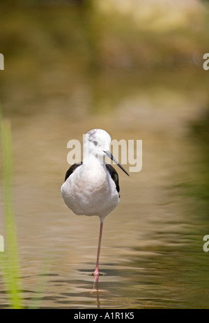 Black-Winged Stilt in piedi su una gamba sola in acqua - 'Himantopus himantopus' Foto Stock