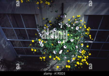 Display floreale in un giardino flat Bath Spa, Somerset, Inghilterra, Regno Unito Foto Stock