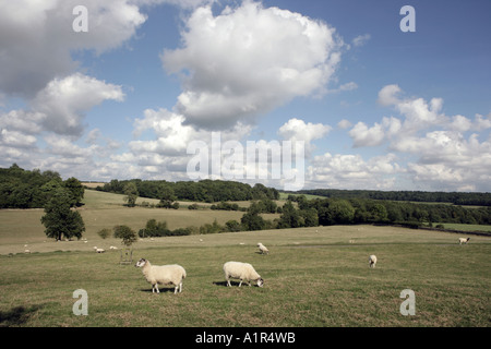 Un molto inglese visualizza, il Costwolds al meglio, pecore al pascolo sul pendio di una collina in una giornata di sole. Foto Stock