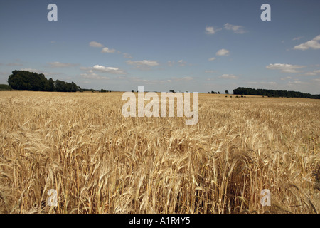 Tempo del raccolto in Cotswolds vicino al villaggio di North Cerney Foto Stock