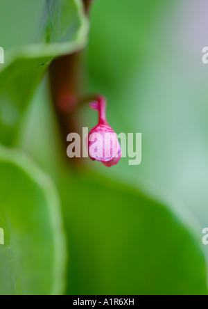 Germoglio di fiore Foto Stock