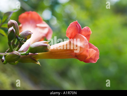 Campsis radicans Foto Stock