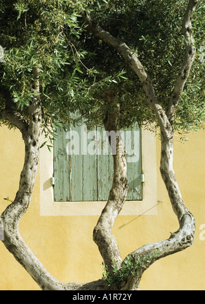 Albero di olivo Foto Stock