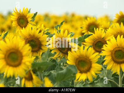 Girasoli crescono in campo Foto Stock